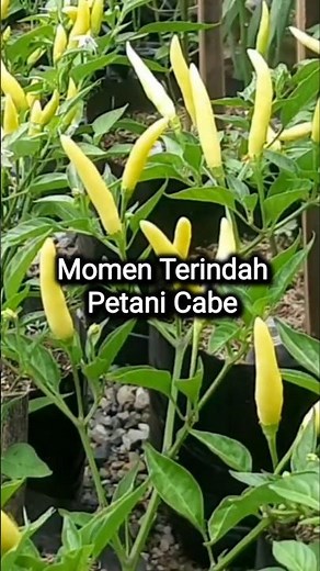 The Most Beautiful Moments of Chili Farmers #mychiliplants #penagarden