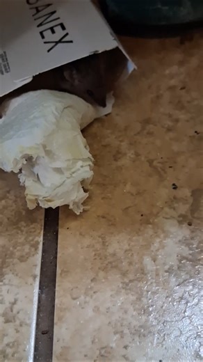 poor mouse #funny #memes #sad