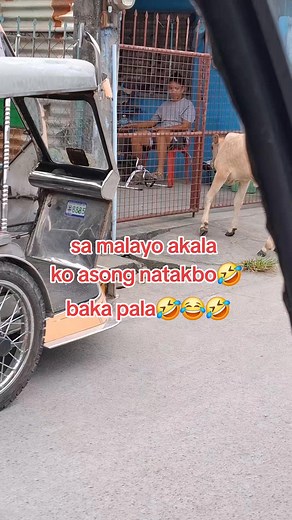 Akala ko aso ang laki baka pala🤣 #animals #baka #dog #wowmali | Lelith Angelo