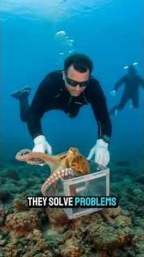 The Smartest Predator in the Ocean (Octopus Documentary)