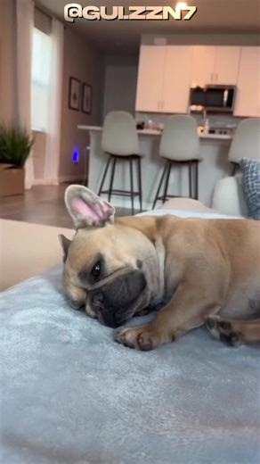 Cachorro Bulldog Francês: Curiosidades e Vídeos Divertidos