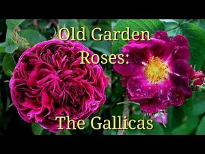 Old Garden Roses: The Gallicas