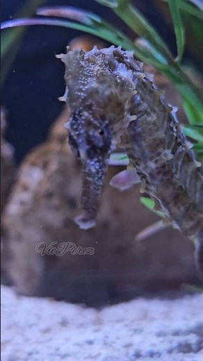 Seahorse Up Close | Amazing Ocean Creature