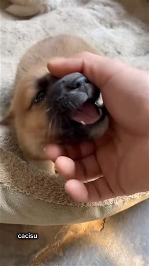 Cute But Angry Puppy Says “No Touching!” 😆 #angry puppy # dog reaction #videos