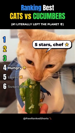 Ranking Best CATS vs CUCUMBERS Core!! 🐱🥒 (#1 left the planet 💀)