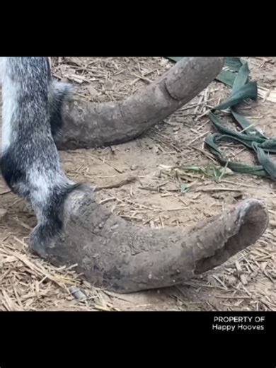 Donkey Hoof Trimming: Easy Cuts for Donkey Care