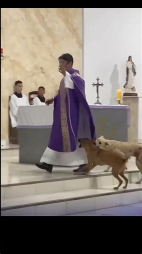 ¡No me dejan dar la misa! 🐶🥺Estos dos perritos se volvieron los protagonistas de la Eucaristía