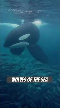 Orcas, the wolves of the sea. #naturepbs #wildlife #orca #ocean #animals