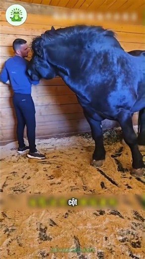 Just How Strong Is the World's Largest Horse Breed!