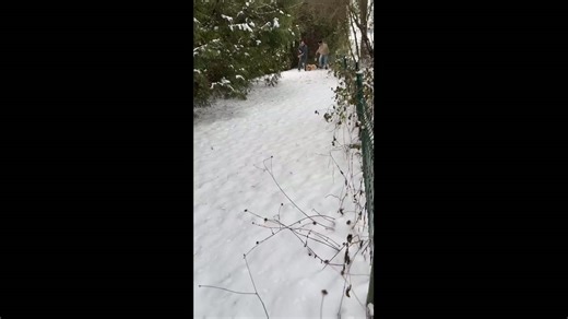 Fluffy Pomeranian pack walks through snowy trail in Austria