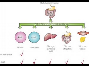 Incretin Effects ; Definition, Physiological effects and Mechanism