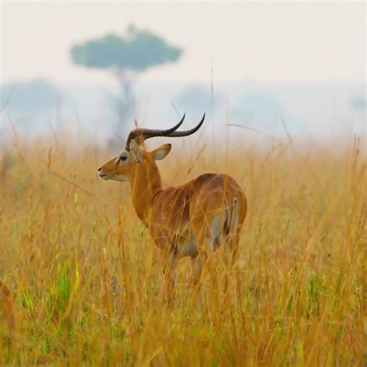 Safarilink Entebbe 2
