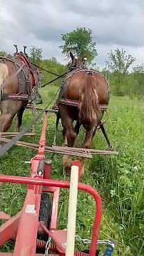 DRAFT HORSES [SUFFOLKS] MOWING HAY