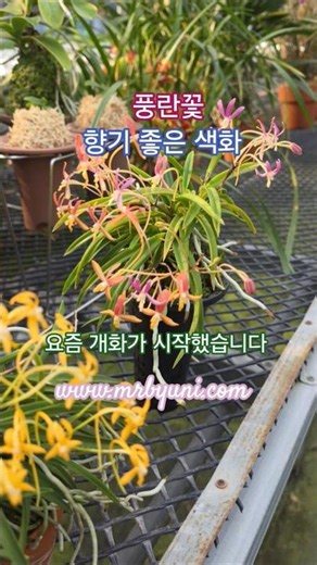 풍란 꽃 #풍란만드는농원 #산내들육종원 #미스터변이 #로이풍란 #풍란 #부귀란 #반려식물 #육종 #유튜브 #육종가허민수