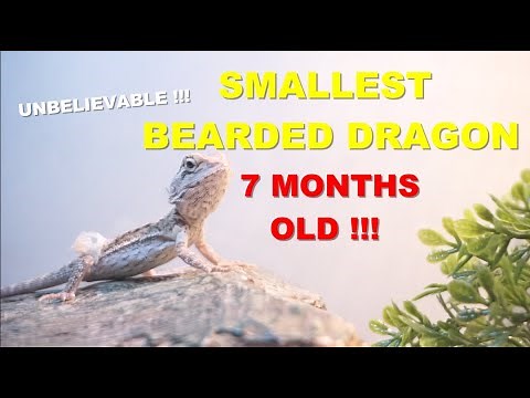 The World Smallest 7 Months Old Bearded Dragon !!
