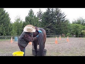Cooperative care cleaning your mare's udder ,dock and tail using counter conditioning