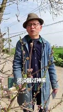 Save Your Peach Trees from Pests - Simple Tips Inside