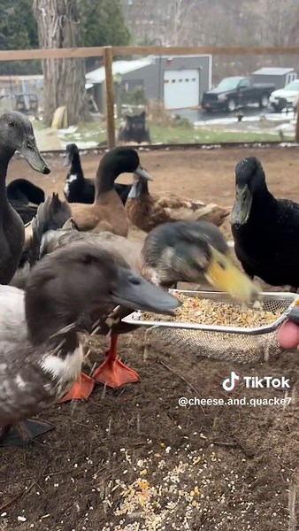 Understanding Drake Behavior and Care