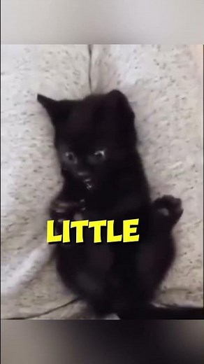 This Kitten Just Discovered It Has 4 Paws 🐾😭 | Cutest Moment Ever