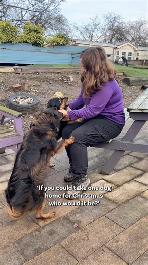 19K views · 876 reactions | If you could take one dog home for Christmas who would it be?  Our rehoming team have moved mountains this year to find loving homes for our rescue dogs. There have been some fabulous happy endings, but there are always some that get overlooked, or need a very special home. Here's hoping we find all of these dogs a loving home next year. In the spirit of Christmas please give them a SHARE  dogs4rescue.co.uk/adopt | Dogs 4 Rescue | Facebook