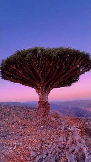 Socotra:​‍​‌‍​‍‌​‍​‌‍​‍‌ Yemen's Hidden Gem and the World's Most Unique Island