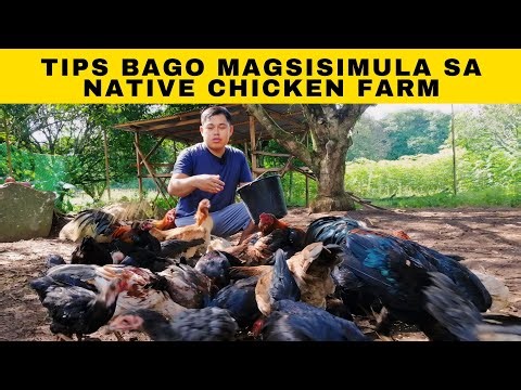 Tips bago magsisimula sa Native Chicken Farm