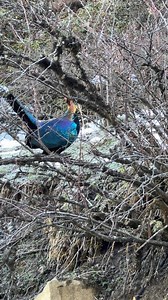 male Chinese Monal (绿尾虹雉,Lophophorus lhuysii), in western Sichuan province. An inhabitant of rocky highland meadows, it is under top-class state protection in #China. ❤双哥787752663 ❤❤❤ #Nature #Peace #wildlife #Chinese #love #travel | Lin hillside