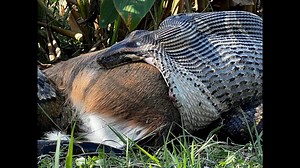 Python found eating deer shows they’re going after bigger prey in Florida, study says