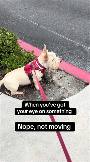 Scottish Terrier is locked in and not moving