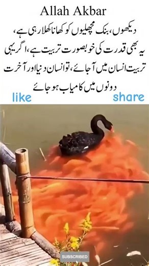 Cute Kid Feeding Fish – Amazing Creation of Allah #shortvideo #islamicquotes #viralvideo #shortsfeed