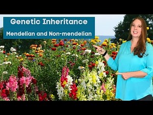 Genetic traits: Mendelian and Non-Mendelian genetics including incomplete dominance and co-dominance