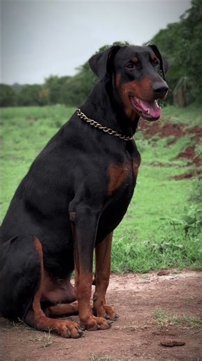 Built like a Tank 🦍 #europeandoberman #doberman
