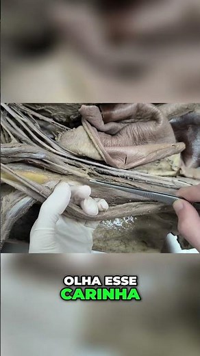 Arm Anatomy: Understanding the Biceps and Brachialis Muscles