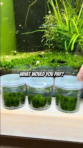 Bastians Berlin Biofilm Bioballs #aquarium #shrimpbreeding
