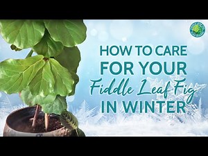 How to Care for Your Fiddle Leaf Fig in the Winter | Fiddle Leaf Fig Plant Resource Center