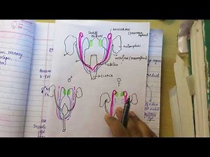 MULLERIAN DUCT ANOMALIES: made ridiculously simple(part 1 embryology)