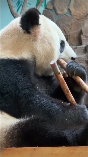 Why Pandas Are Nature's Best Derp Ambassadors 😜