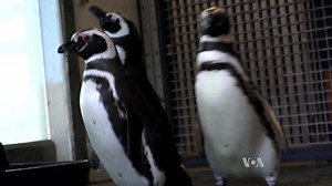 Researchers Say Animals Like Video Games Too!