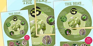 Bean Life Cycle Photo Large Display Poster
