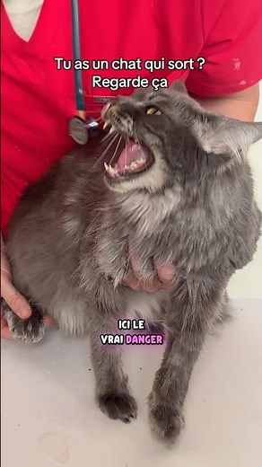 This aggressive cat has a tick