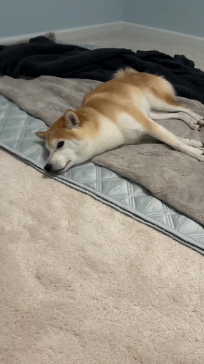 Doge took my nice bed