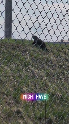 How much wood could a woodchuck chuck?