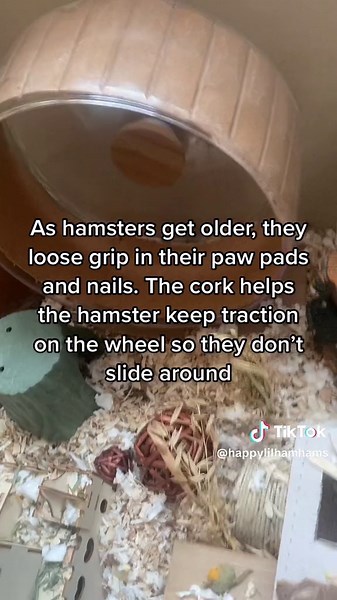 Edwin was starting to slide on his wheel alot more so when i saw that at the dollar store i got so excited😊 #syrianhamster #hamstercare #hamstertok #oldhamster