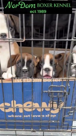 Tiny paws, big adventure | Nordom German Boxers Kennel | Boxer puppies for sale