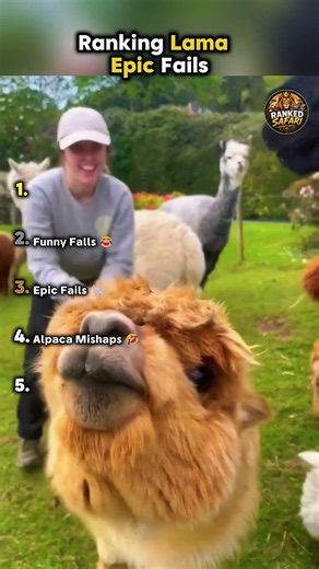 🦙 Ranking Funniest Llama Epic Fails 😂 || #llamas #funnyanimals ‪@RankedSafari‬