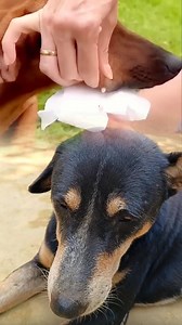 This dog was suffering from a painful botfly infestation. Our team carefully removed the botfly larva using safe and hygienic veterinary methods to prevent infection and promote healing. #botflyremoval #dogtreatment #animalrescue #veterinarycare #petcare #doghealth #animalcare #petrescue #usa #uk | Elias pets gallery