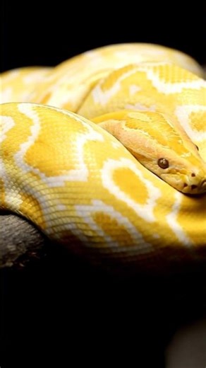 albino python #snake #wildlife #animals #documentary #snakeattack #python #albino #venom #facts
