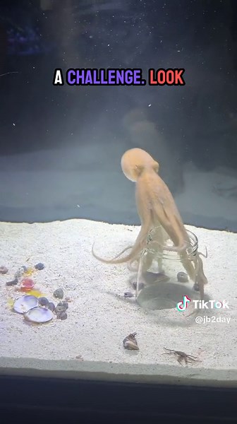 Fast and Furious Hunting Adventures: Slipper Lobster vs. Crab!