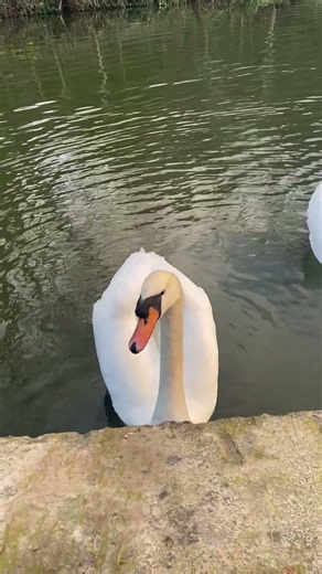 2026-04-23 英國 野生天鵝 (運河上)｜巴斯 (溫泉聖地) - Wash House Lock in Bath, United Kingdom x 大不列顛聯合王國