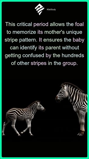 How Zebras Recognize Mothers | Zebra Facts